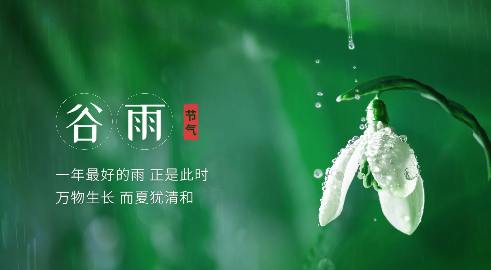 二十四节气丨谷雨
